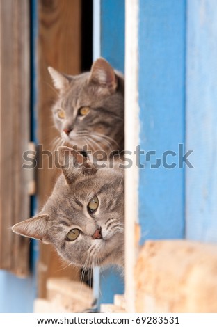 Two beautiful blue tabby cats peeking out of a barn door