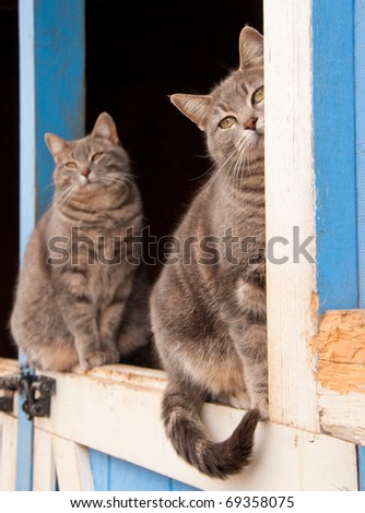 Matching pair of blue tabby cats sitting on top of a Dutch door of a blue barn