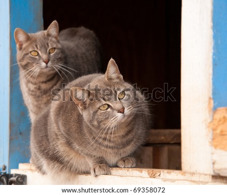 Two blue tabby cats on a half door of a blue barn, watching keenly to the right of the viewer