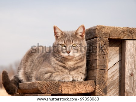 Adorable blue tabby cat resting on a wooden step against cloudy sky