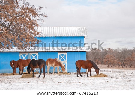 Group of horses eating their hay in front of a blue barn on a cold winter day