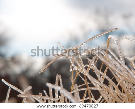 Tall Bermuda grass covered in a solid layer of ice after an ice storm, against cloudy skies