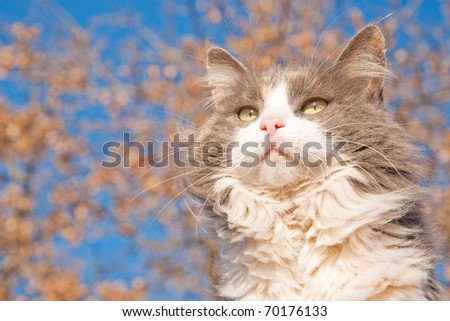 Beautiful long haired diluted calico cat against blue sky and a tree with dry brown leaves