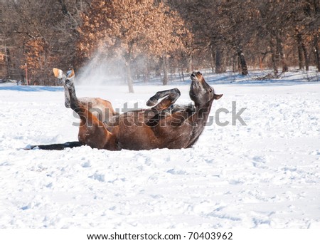 Dark bay Arabian horse rolling in snow with all feet in the air, kicking snow in the air