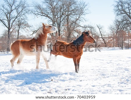 Small horse kicking out at a big horse in snow on a cold winter day