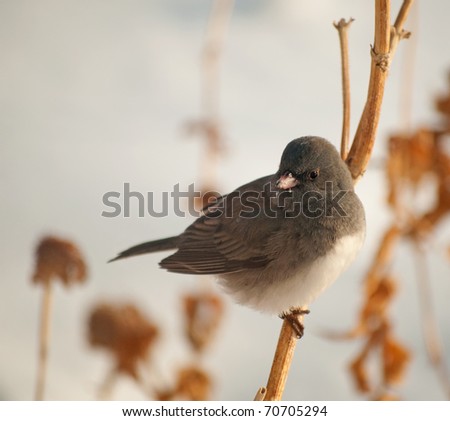 Dark-Eyed Junco perched on a dry flower stalk against snowy background