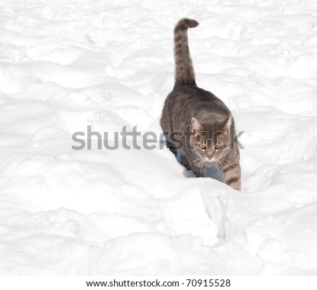 Beautiful blue tabby cat walking in deep snow towards viewer