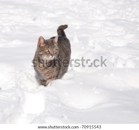 Blue tabby cat in snow on a sunny winter day