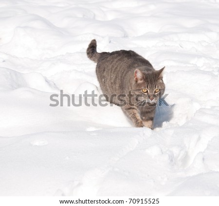 Blue tabby cat walking in deep snow