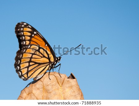 Boldly colored Viceroy butterfly resting on a dry leaf against clear blue sky