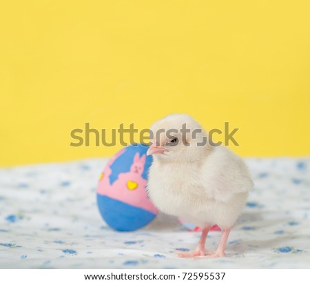 Newly hatched Easter chick with hand painted  Easter eggs against yellow background