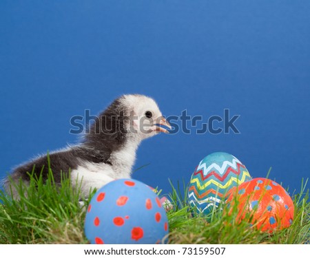 Cute bi-colored Easter chick in grass with colorful hand painted Easter eggs, on blue textured background