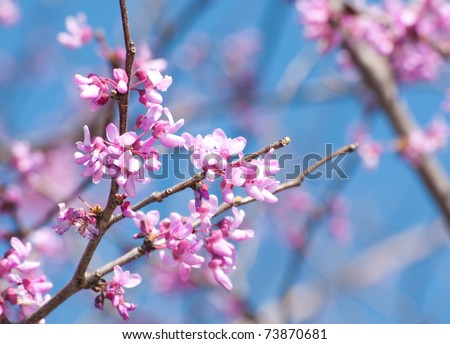 Eastern Redbud flowering in early spring