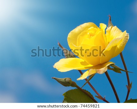 Brilliant yellow rose against deep blue sky with rays of sun