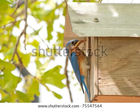 Male Eastern Bluebird at nest box bringing insects for baby birds