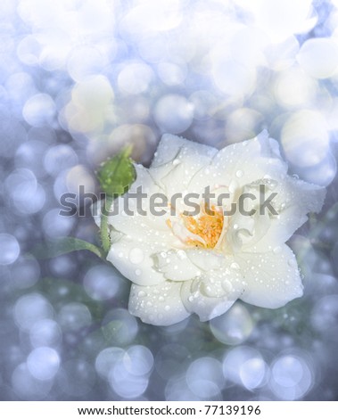 stock photo : Dreamy image of a white rose after rain, in blue tone