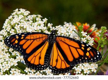 Danaus plexippus, Monarch butterfly, on a white Yarrow flower in spring
