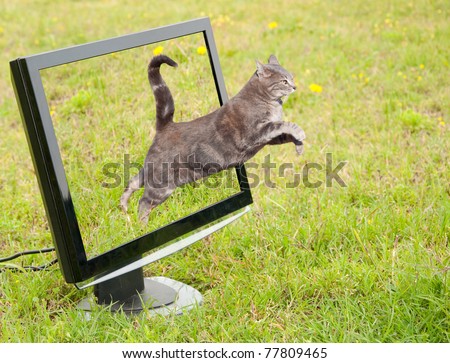 Blue tabby cat leaping out of a computer monitor onto green grass