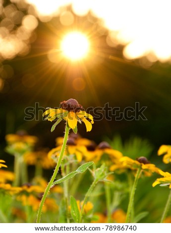 Black-eyed Susan flower reaching for evening sun shining through trees