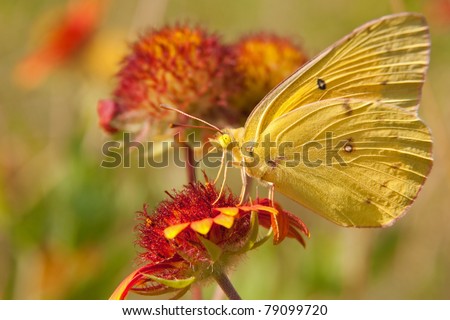 Clouded Sulphur butterfly on an Indian Blanket flower