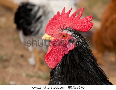 Handsome young black bantam rooster