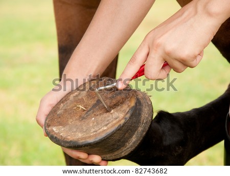 Picking a hoof with a hoof pick