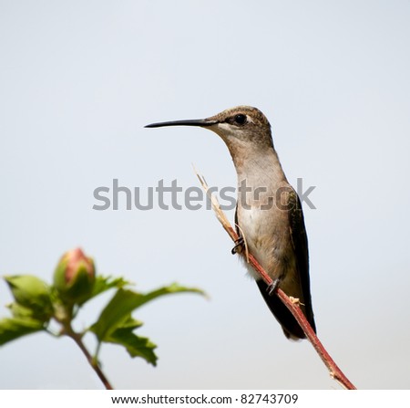 Female Ruby-throated Hummingbird perched on a twig against cloudy sky