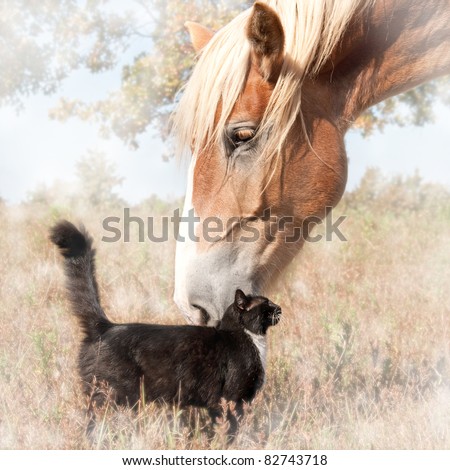Dreamy image of a small black cat and a huge Belgian Draft horse snuggling - friendship without limits