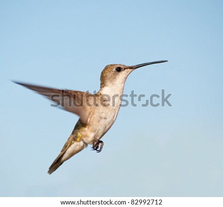 Female Ruby-throated Hummingbird in flight against blue sky