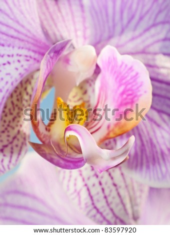 Closeup image of an Orchid bloom, selective focus on the lip of the bloom