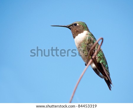 Male Ruby-throated Hummingbird resting on a wire against clear blue sky