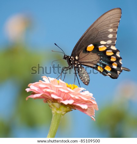 Green Swallowtail butterfly feeding on pink Zinnia against bright blue sky