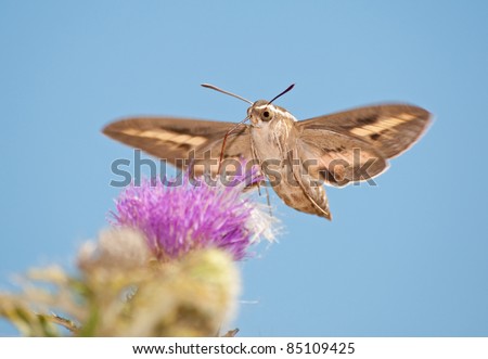 Front view of a White-Lined Sphinx Moth in flight, feeding on thistle