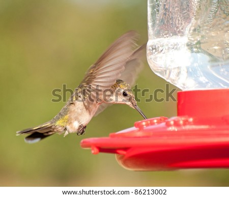 Female Ruby-throated Hummingbird hovering and drinking nectar at the feeder