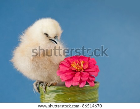 Fluffy Easter chick sitting in a small flower pot with a bright pink Zinnia flower against blue background