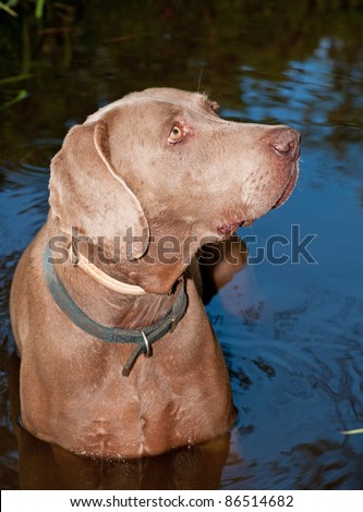 Hunting dog in water, looking attentively to the right of the viewer