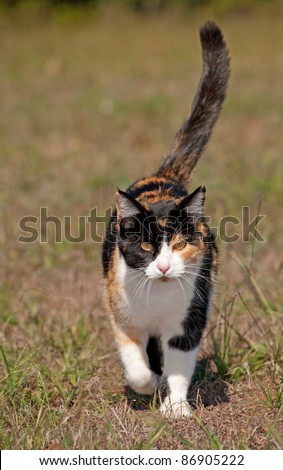 Tri-colored calico cat running towards the viewer with her tail confidently up high
