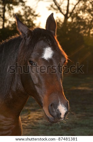 Dark Bay Arabian