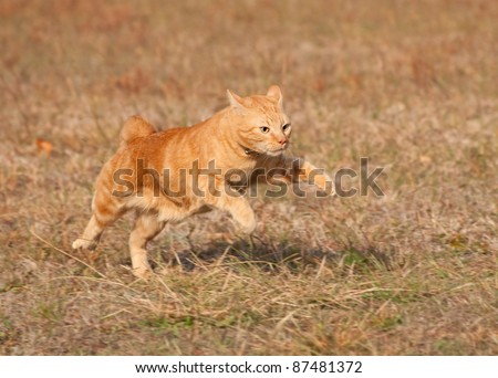 Orange tabby cat running across autumn grass field in high speed