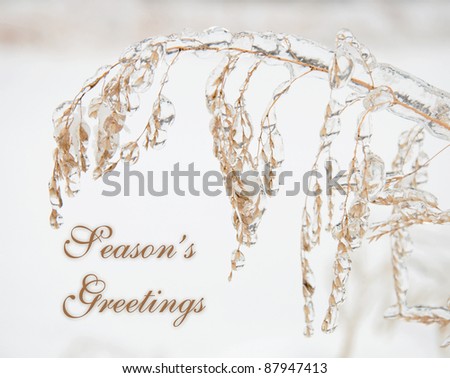 Wild oats covered in a thick layer of ice with text Seasons Greetings in subtle color