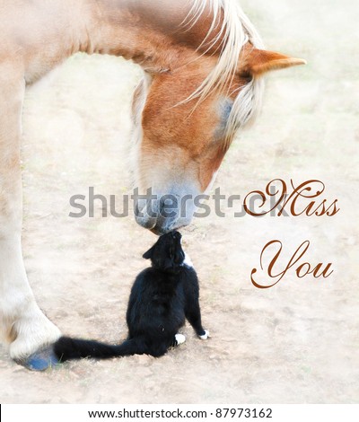 Cat and horse nose to nose with Miss You text
