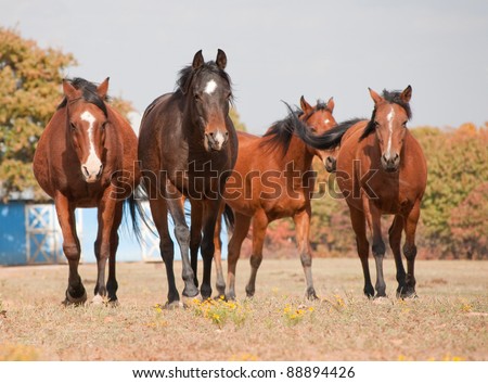 Four bay horses walking towards the viewer, autumn trees on the background