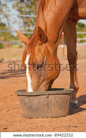 Chestnut horse with a blaze eating his dinner in a black rubber feeder
