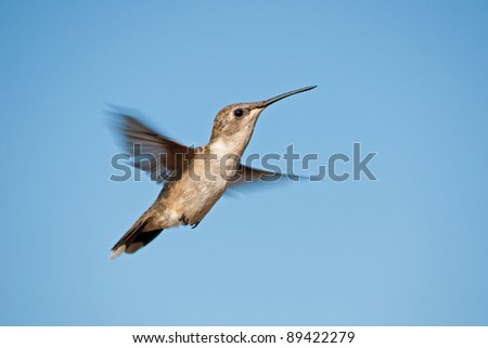 Female Ruby-throated Hummingbird hovering against blue sky