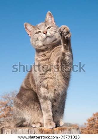 Blue tabby cat with her paw in the air against blue sky