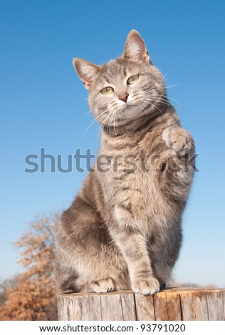 Blue tabby cat with her paw in the air