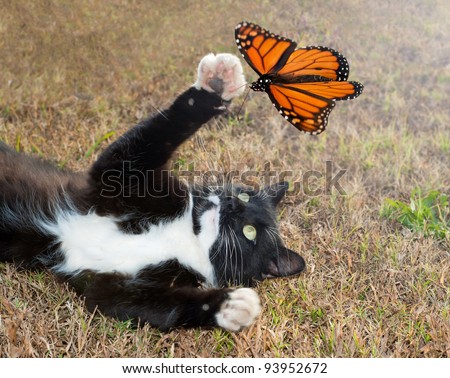 Black and white tuxedo cat playing with an orange butterfly in flight
