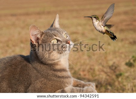 Blue tabby cat watching a Hummingbird flying