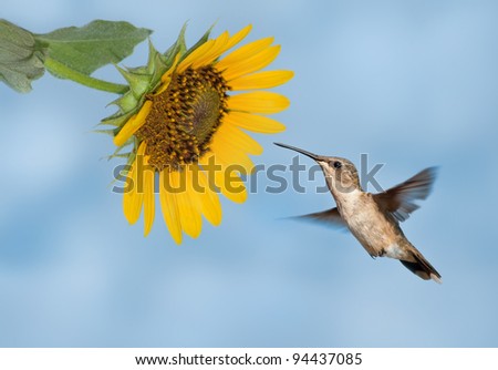 Hummingbird getting ready to feed on a wild sunflower