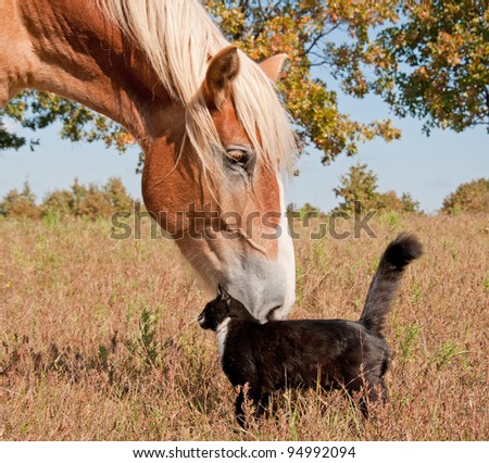Tuxedo cat and a big horse - best friends